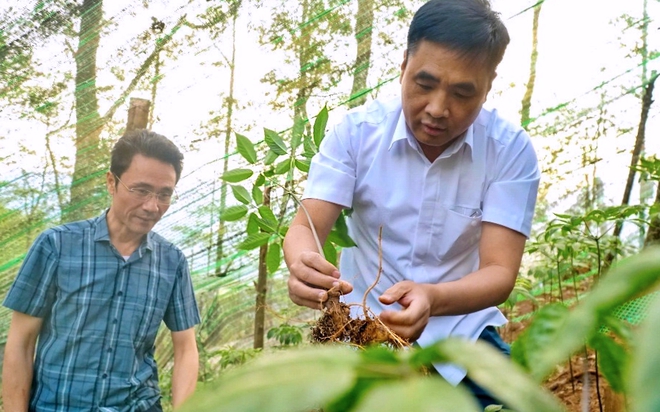 Lai Ch&acirc;u xanh ho&aacute; n&ocirc;ng nghiệp, ph&aacute;t triển dược liệu h&agrave;ng ho&aacute; - Ảnh 5.