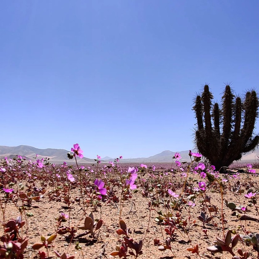 Vòng quanh Copiapó – Vallenar để ngắm sa mạc nở hoa ở Chile - Ảnh 3.