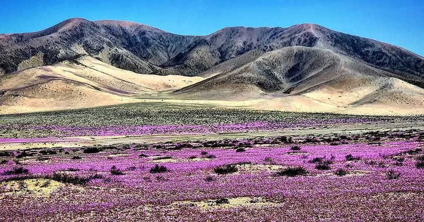 Vòng quanh Copiapó – Vallenar để ngắm sa mạc nở hoa ở Chile - Ảnh 9.