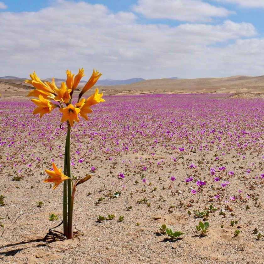 Vòng quanh Copiapó – Vallenar để ngắm sa mạc nở hoa ở Chile - Ảnh 2.