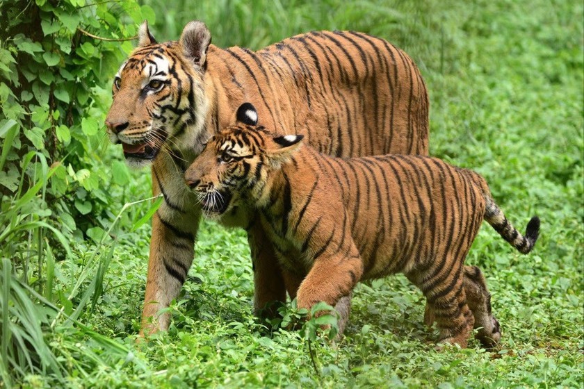 Hơn 200 người tham gia chiến dịch tiêu diệt con hổ ăn thịt 9 người - Ảnh 1.