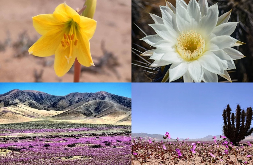 Vòng quanh Copiapó – Vallenar để ngắm sa mạc nở hoa ở Chile - Ảnh 5.