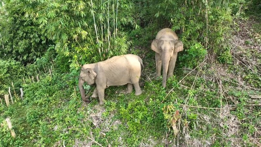 2 con voi rừng xuất hiện gần khu dân cư ở Nghệ An - Ảnh 1.