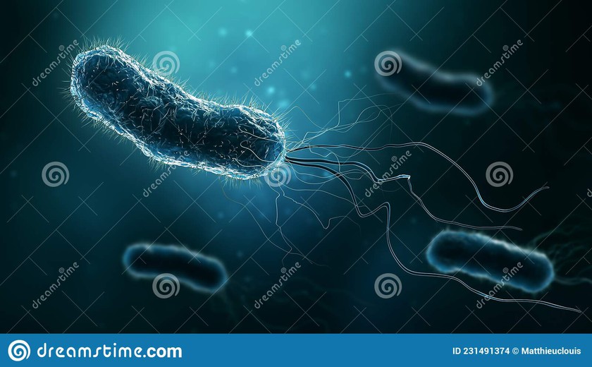 Vi khuẩn Salmonella là gì, vì sao hay có trong bánh mì? - Ảnh 1.