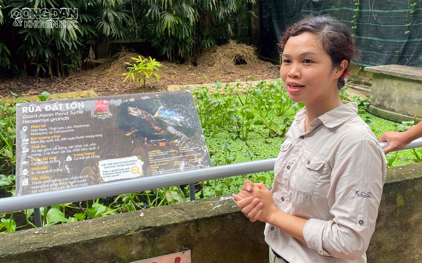 Cuộc đời kỳ lạ của rùa sông Malaisia và chuyến du lịch Việt Nam bất đắc dĩ - Ảnh 1.