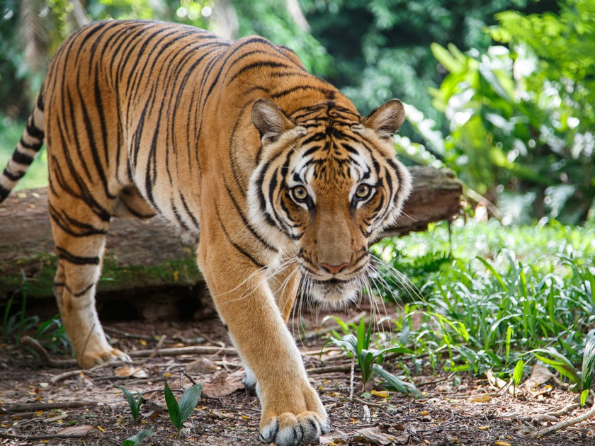 Đặt bẫy ảnh &quot;truy tìm&quot; hổ tự nhiên ở Phong Nha - Kẻ Bàng: cuối tháng 8/2022 sẽ có kết quả - Ảnh 1.