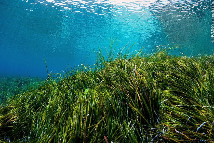 Nhiệt độ nước biển Địa Trung Hải vượt mức 30 độ C đe dọa các loài sinh vật biển - Ảnh 2.