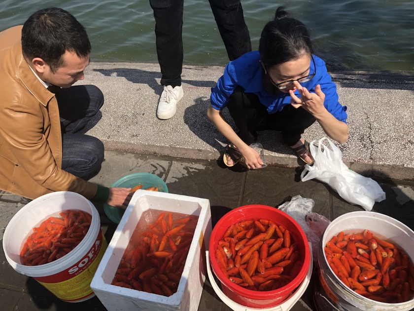Hà Nội: Ngăn thả cá ông Táo xuống Hồ Tây tránh ô nhiễm - Ảnh 1.