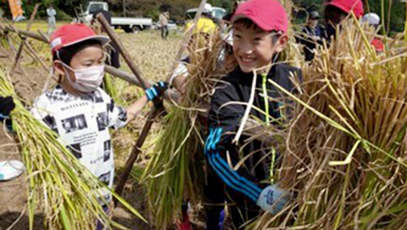 Học sinh Nhật Bản thu hoạch lúa ở thị trấn Ashikita, tỉnh Kumamoto, Nhật Bản vào ngày 12/10/2023. Ảnh: Mainichi/Takaharu Nishi