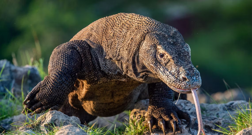 Khám phá bí ẩn về loài thằn lằn lớn nhất thế giới trên đảo Komodo - Ảnh 1.