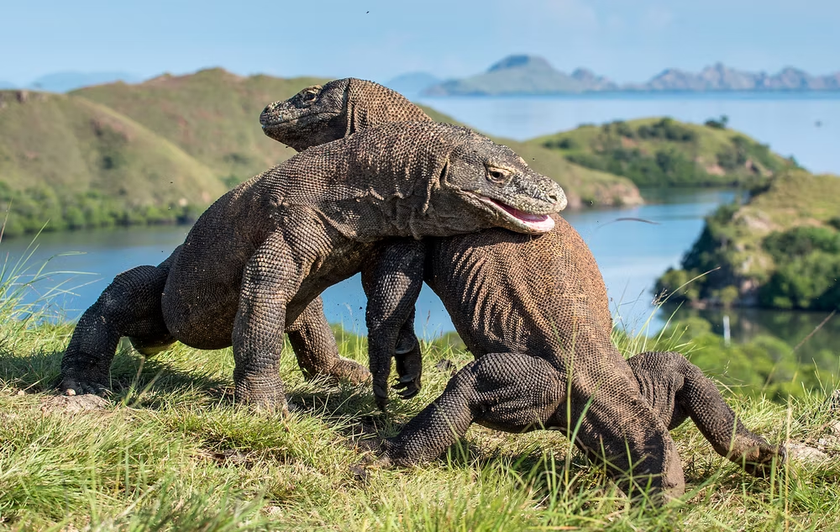 Khám phá bí ẩn về loài thằn lằn lớn nhất thế giới trên đảo Komodo - Ảnh 2.