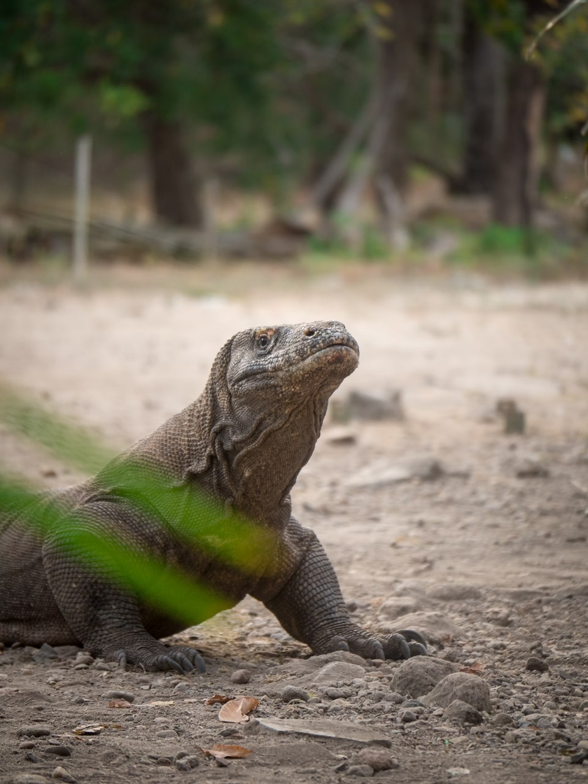 Khám phá bí ẩn về loài thằn lằn lớn nhất thế giới trên đảo Komodo - Ảnh 3.