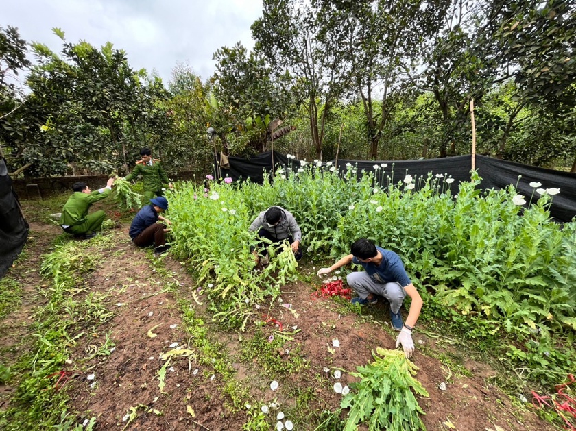 Phát hiện đối tượng trồng hàng nghìn cây thuốc phiện trong vườn nhà - Ảnh 2.