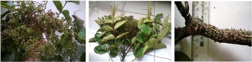 Cây Mắc khén (Zanthoxylum rhetsa) nguồn dược liệu quý của Việt Nam - Ảnh 2.