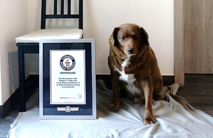 Chú chó già nhất thế giới đón sinh nhật lần thứ 31 - Ảnh 1.