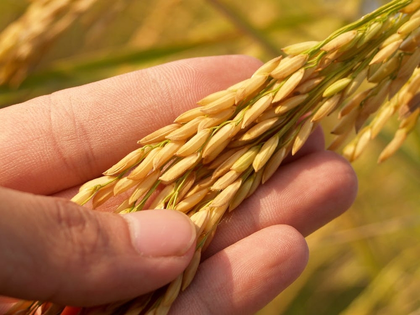 Người dân Châu Á và Châu Phi chịu tác động nặng nề khi giá gạo tăng cao - Ảnh 3.