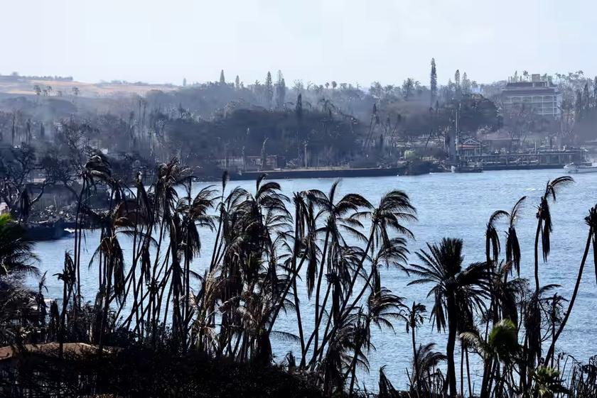 Cỏ xâm lấn là nguyên nhân xảy ra thảm họa cháy rừng ở Hawaii? - Ảnh 5.