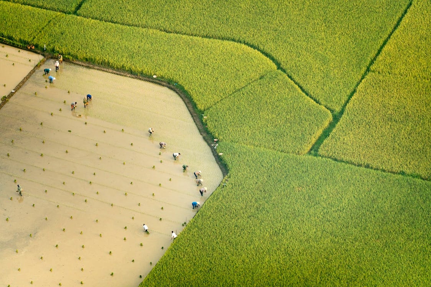 Việt Nam &quot;chớp&quot; thời cơ xuất khẩu gạo - Ảnh 1.
