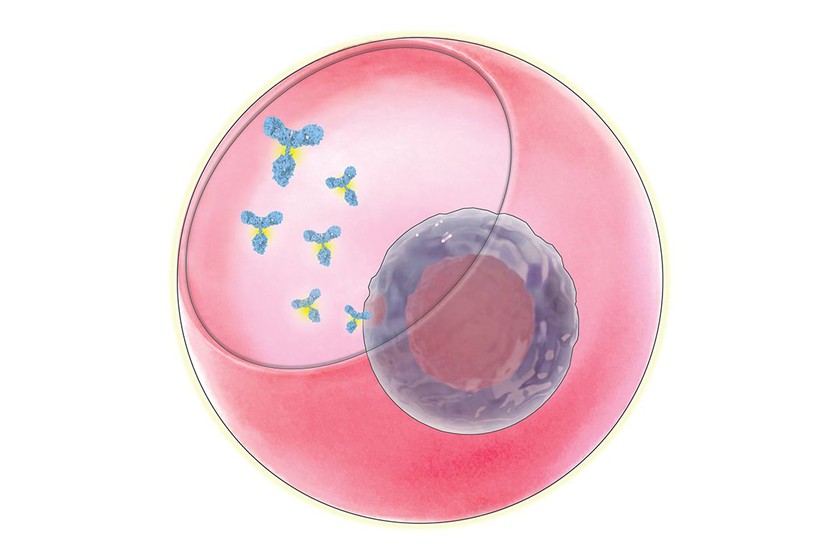 Xác định các gene liên quan đến cơ chế sản sinh kháng thể quan trọng của cơ thể - Ảnh 2.