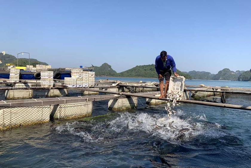 Quảng Ninh: Vân Đồn &quot;tung chiêu&quot; lập lại trật tự NNTS trên biển - Ảnh 4.