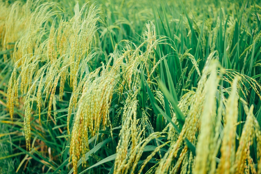 Giá xuất khẩu gạo Việt Nam tiếp tục tăng do nhu cầu thế giới - Ảnh 1.