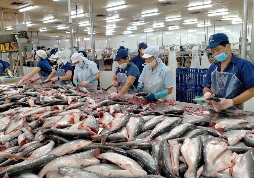 Mỹ giảm thuế đối với mặt hàng cá tra Việt Nam - Ảnh 1.