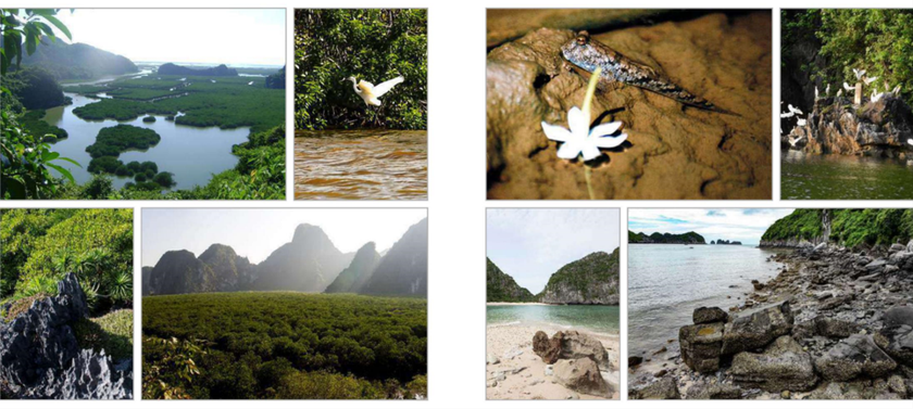 Vịnh Hạ Long – Quần đảo Cát Bà chính thức được UNESCO ghi danh là di sản thiên nhiên thế giới - Ảnh 4.