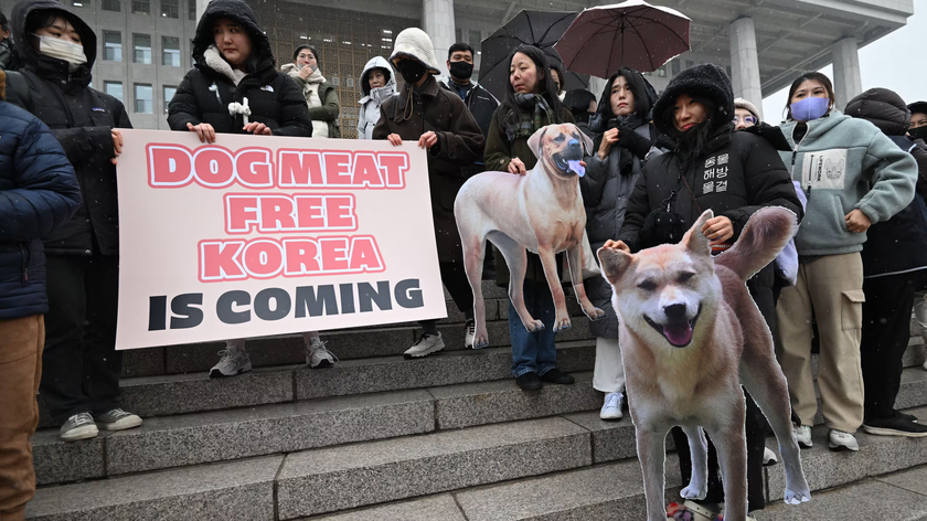 Trung Quốc tán dương lệnh cấm sản xuất và buôn bán thịt chó của Hàn Quốc- Ảnh 3.