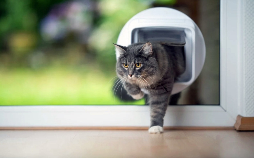 Isaac Newton và phát minh nổi tiếng khoét lỗ trên cửa cho mèo- Ảnh 1.