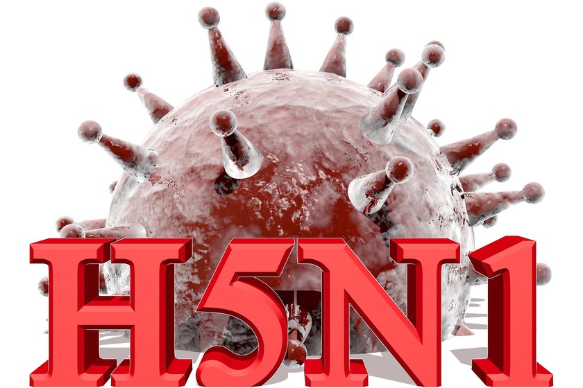 Dấu hiệu nhận biết và cách phòng tránh dịch cúm gia cầm H5N1 dịp Tết Nguyên đán 2024- Ảnh 1.