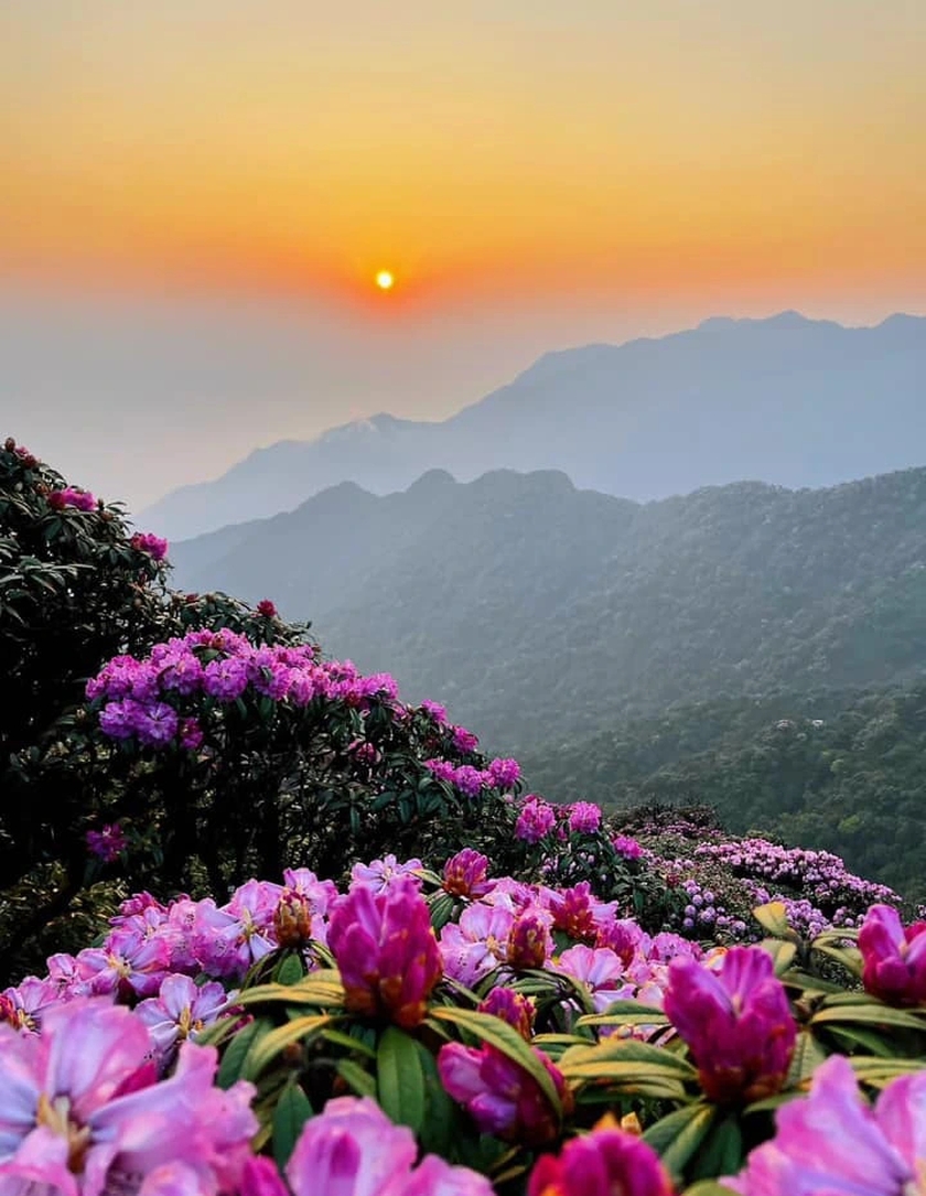 Ngắm hoa Đỗ quyên phủ tím núi rừng Lai Châu- Ảnh 4.