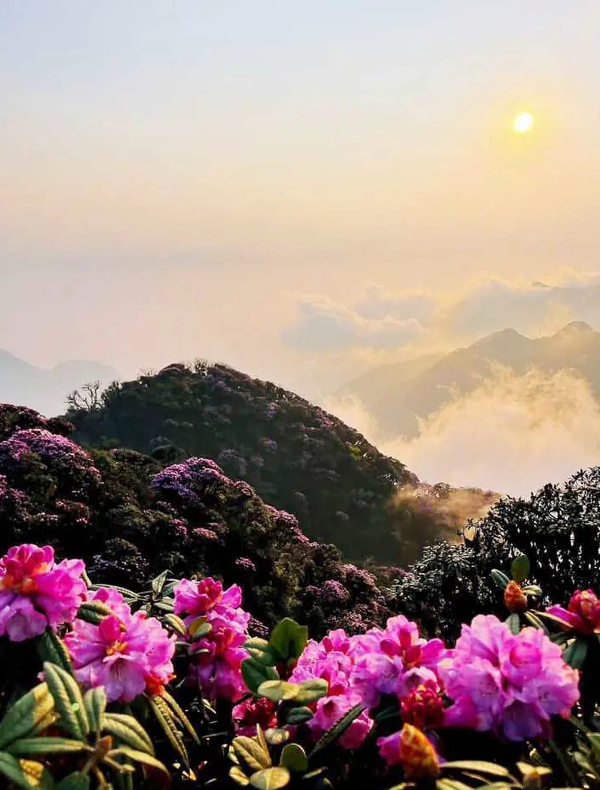 Ngắm hoa Đỗ quyên phủ tím núi rừng Lai Châu- Ảnh 5.