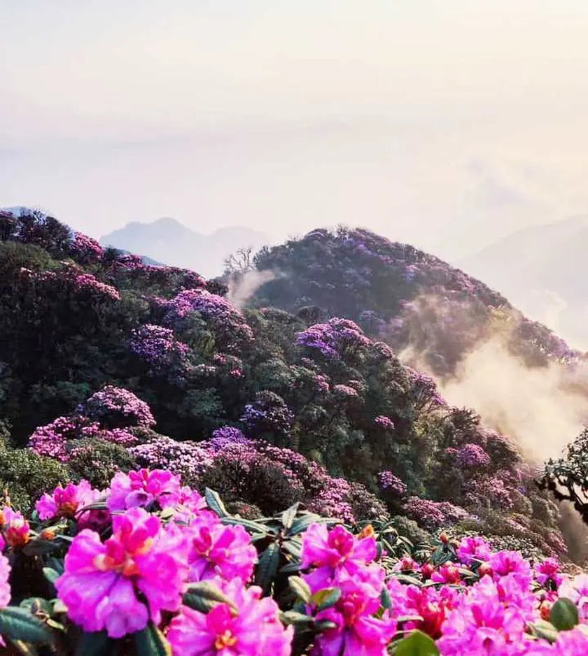 Ngắm hoa Đỗ quyên phủ tím núi rừng Lai Châu- Ảnh 6.