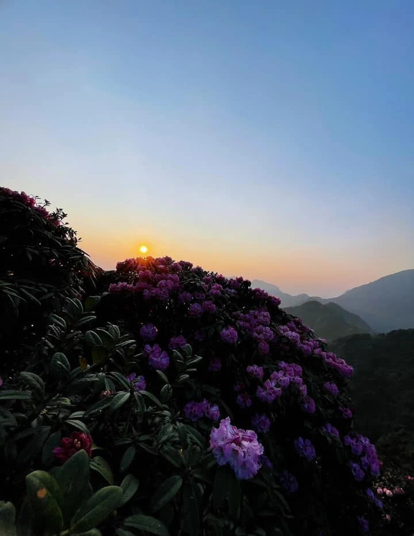 Ngắm hoa Đỗ quyên phủ tím núi rừng Lai Châu- Ảnh 2.