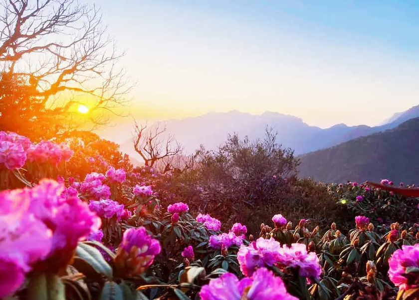 Ngắm hoa Đỗ quyên phủ tím núi rừng Lai Châu- Ảnh 3.