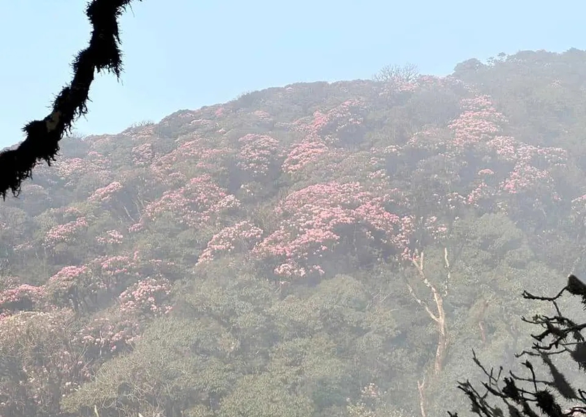 Ngắm hoa Đỗ quyên phủ tím núi rừng Lai Châu- Ảnh 7.