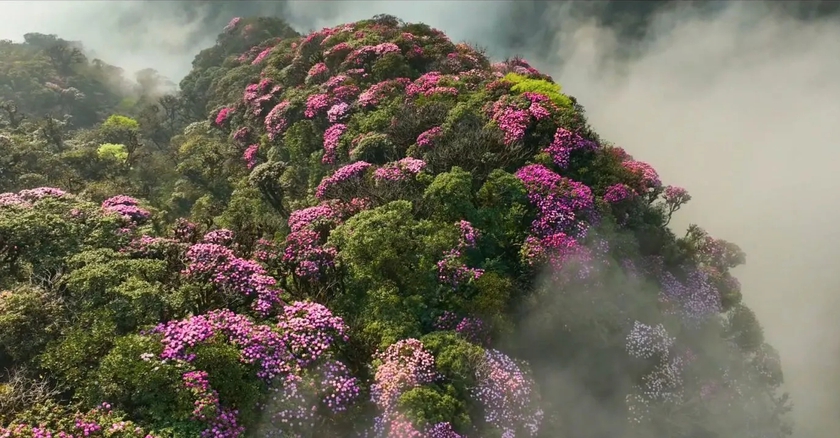 Ngắm hoa Đỗ quyên phủ tím núi rừng Lai Châu- Ảnh 8.