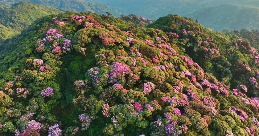 Ngắm hoa Đỗ quyên phủ tím núi rừng Lai Châu- Ảnh 9.