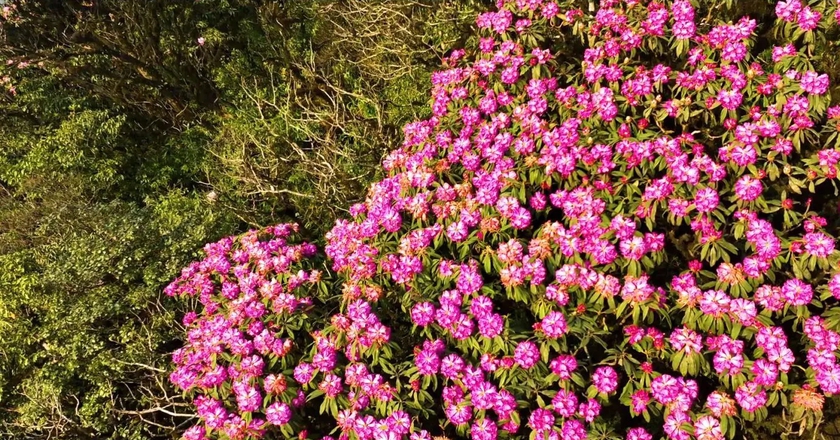 Ngắm hoa Đỗ quyên phủ tím núi rừng Lai Châu- Ảnh 10.