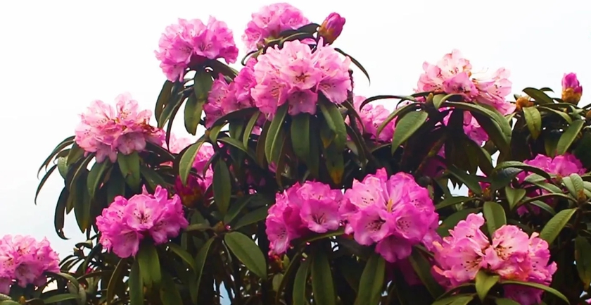 Ngắm hoa Đỗ quyên phủ tím núi rừng Lai Châu- Ảnh 1.