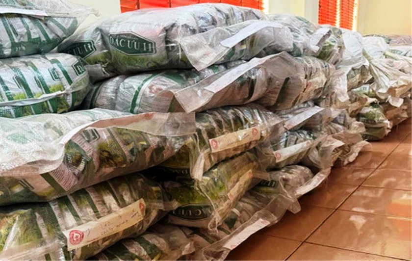 Lai Châu: Bắt tạm giam đối tượng sản xuất, buôn bán lúa giống giả- Ảnh 3.