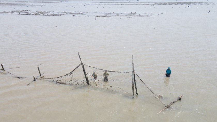 Móng Cái (Quảng Ninh) mạnh tay xử lý tình trạng lấn chiếm bãi triều nuôi trồng thủy sản trái phép- Ảnh 2.