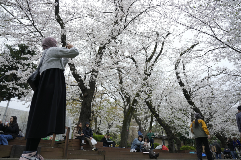 Người dân Tokyo hào hứng ngắm hoa anh đào nở rộ- Ảnh 3.