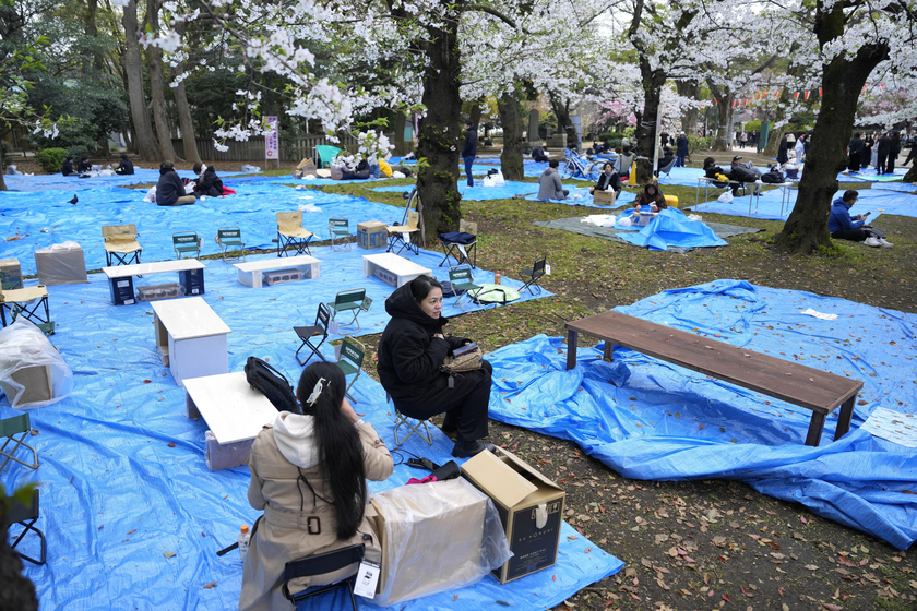Người dân Tokyo hào hứng ngắm hoa anh đào nở rộ- Ảnh 6.