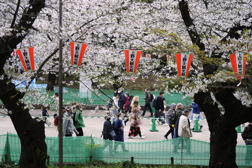 Người dân Tokyo hào hứng ngắm hoa anh đào nở rộ- Ảnh 7.