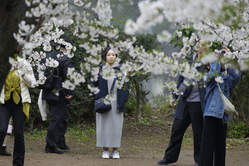 Người dân Tokyo hào hứng ngắm hoa anh đào nở rộ- Ảnh 1.