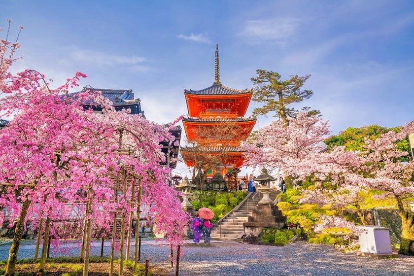 Du lịch Nhật Bản mùa Hanami 2024 với "môn thể thao" thú vị - "săn" hoa anh đào- Ảnh 1.