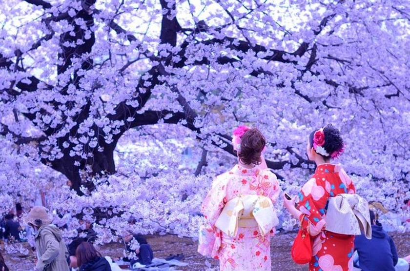 Du lịch Nhật Bản mùa Hanami 2024 với "môn thể thao" thú vị - "săn" hoa anh đào- Ảnh 4.