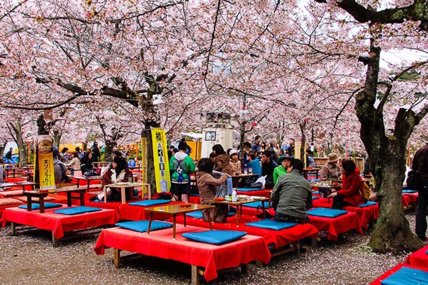 Du lịch Nhật Bản mùa Hanami 2024 với "môn thể thao" thú vị - "săn" hoa anh đào- Ảnh 5.