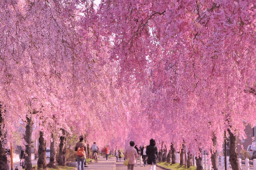 Du lịch Nhật Bản mùa Hanami 2024 với "môn thể thao" thú vị - "săn" hoa anh đào- Ảnh 7.